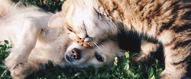 Ansia Animale: Soluzioni Naturali e Innovazioni per il Benessere dei Pet