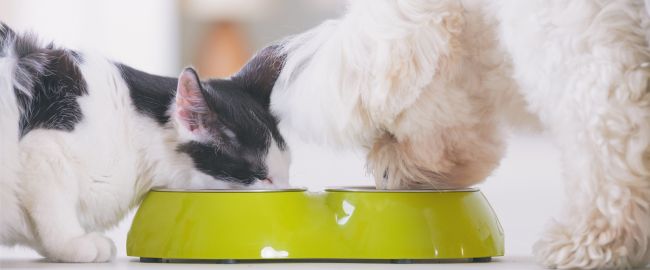 Vita da Pet: Segreti per una Dieta Equilibrata e Gustosa