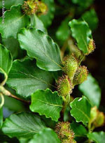 MSA FAGUS SYLVATICA 50 ML - FarmaLucia
