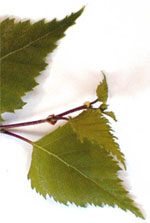 MSA BETULA VERRUCOSA 50 ML - FarmaLucia