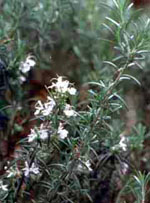 MSA ROSMARINUS OFFIC 50 ML - FarmaLucia