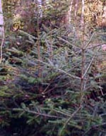 MSA ABIES PECTINATA 50 ML - FarmaLucia