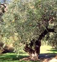 MSA OLEA EUROPEA 50 ML - FarmaLucia