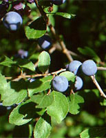 MSA PRUNUS SPINOSA 50 ML - FarmaLucia