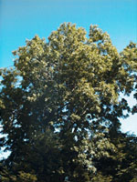 MSA FRAXINUS EXCELSIOR 50 ML - FarmaLucia
