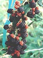 MSA RUBUS FRUCTICOSU 50 ML - FarmaLucia