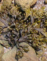 TSA FUCUS VESICULOSUS 50 ML - FarmaLucia