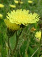TSA HIERACIUM PILOSELLA 50 ML - FarmaLucia