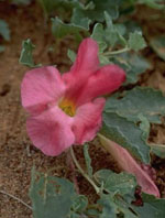 TSA HARPAGOPHYTUM 50 ML - FarmaLucia