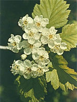 TSA CRATAEGUS OXYCANTHIA 50 ML - FarmaLucia