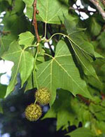 MSA PLATANUS ORIENTA 50 ML - FarmaLucia