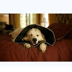 COMFY CONE COLLARE ELISABETTIANO INNOVATIVO XL DIAMETRO 30 CM - FarmaLucia
