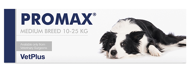 PROMAX MEDIUM BREED 18 ML - FarmaLucia
